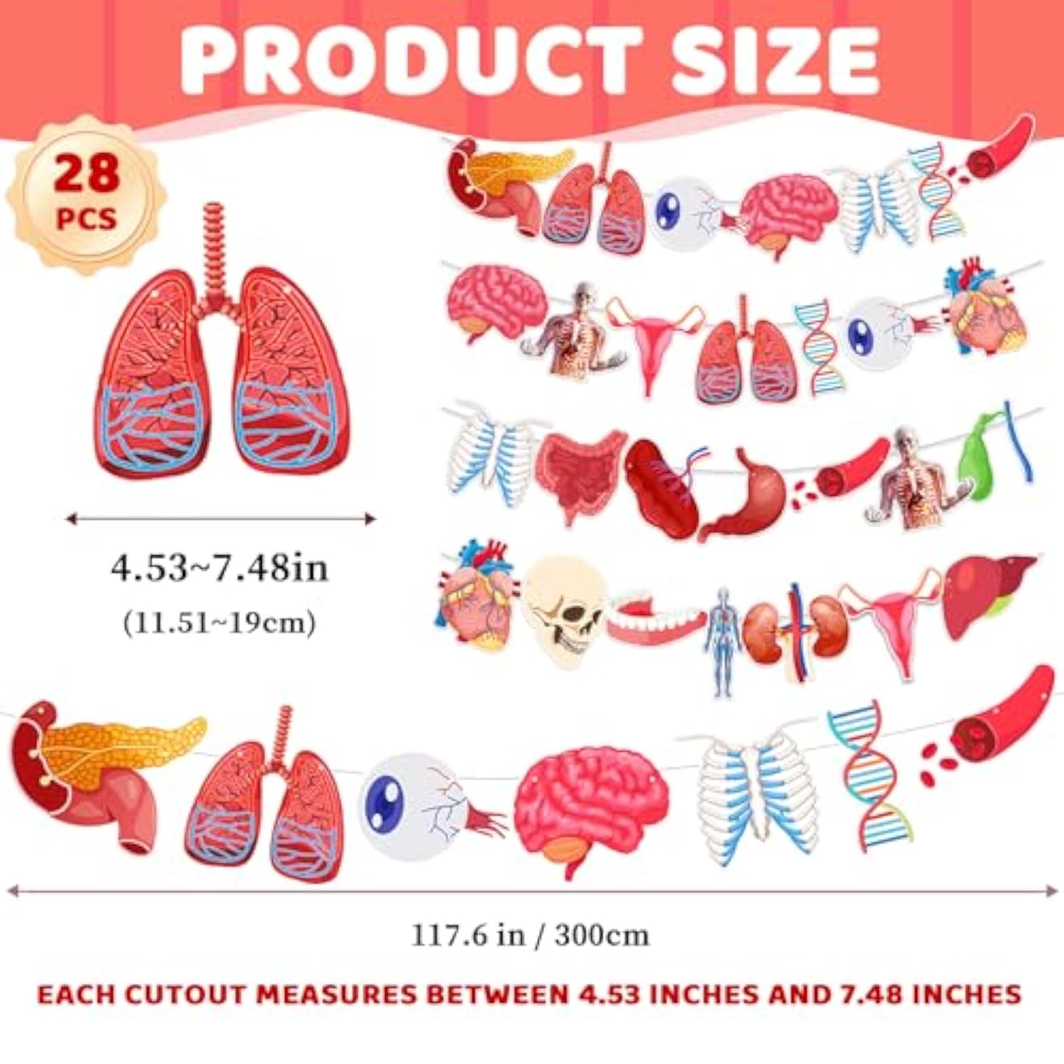28-Pc Anatomy Hanging Banner Set Human Body Classroom & Science Party Decor