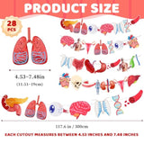 28-Pc Anatomy Hanging Banner Set Human Body Classroom & Science Party Decor
