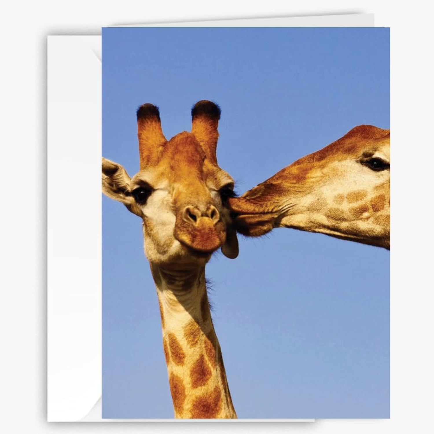 Adorable Giraffe Greeting Card – Romantic & Funny For Love, Friendship, Birthdays & Anniversaries - Larger Size 5X7- Blank Inside For All Occasions - For Nature & Animal Lovers - Wildlife Photography