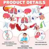 28-Pc Anatomy Hanging Banner Set Human Body Classroom & Science Party Decor