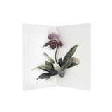 Hiromi Takeda Lady Slipper Orchid Flower Pop-Up Greeting Card With Envelope- For Anyone, Congrats, Thank You, Just Because, All Occasion, Thinking Of You, Valentine'S Day, Mother'S Day (Blank)