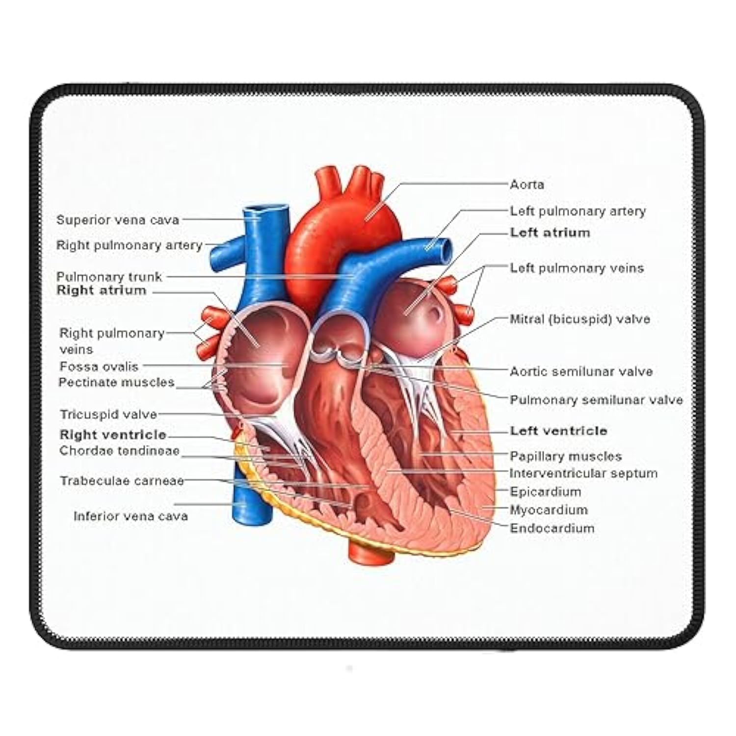 Anatomical Heart Mouse Pad For Nurses Echotechs And Biology Students 9.5"X8" Color:Human Heart