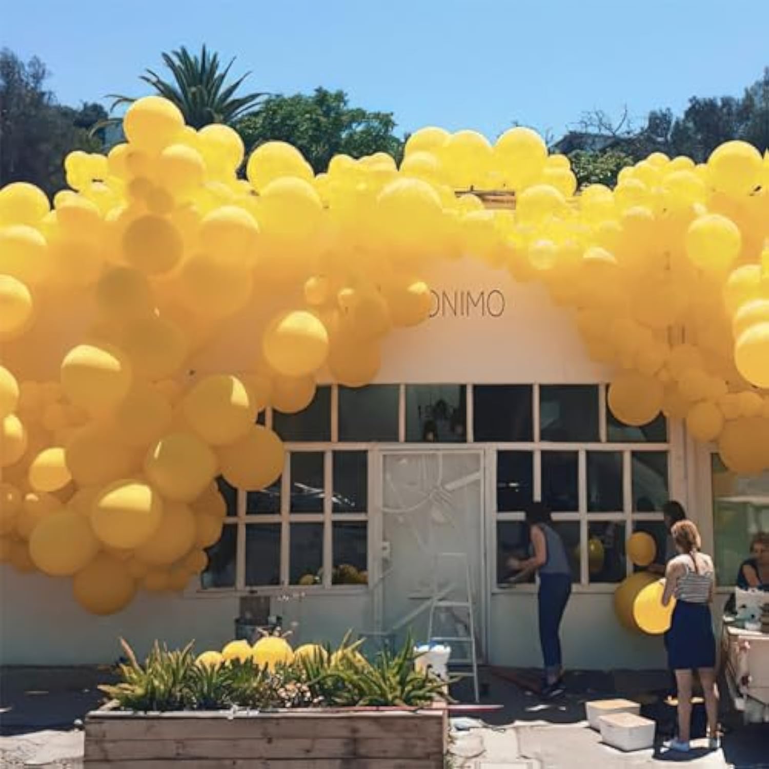 Mustard Yellow Balloons 50 Pcs 12 Inch Dark Yellow Fall Balloons For Graduation Baby Shower Boho Thanksgiving Little Cutie Sunflower Birthday Party Decorations Yellow-F57