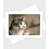 Adorable Cats And Kittens Greeting Cards-Set Of 10 All Occasion 5X7 Note Cards With Envelopes. Blank Inside. Cute Photos Of Lovable Furbabies!
