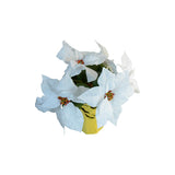 Artificial White Poinsettia Plant In Gold Foil Base, 15 Inch Height, 5 Blooms, Christmas Decoration