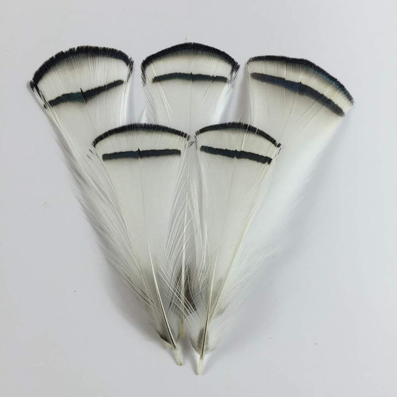 50Pcs White Lady Amherst Pheasant Feathers 2-4 Inches For Craft Plumage Feathe