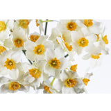 Artificial Daffodil Flowers 15.8 Inches Narcissus Spring Flower Fake Silk Flower Arrangement For Home Wedding Decor (White, 12)