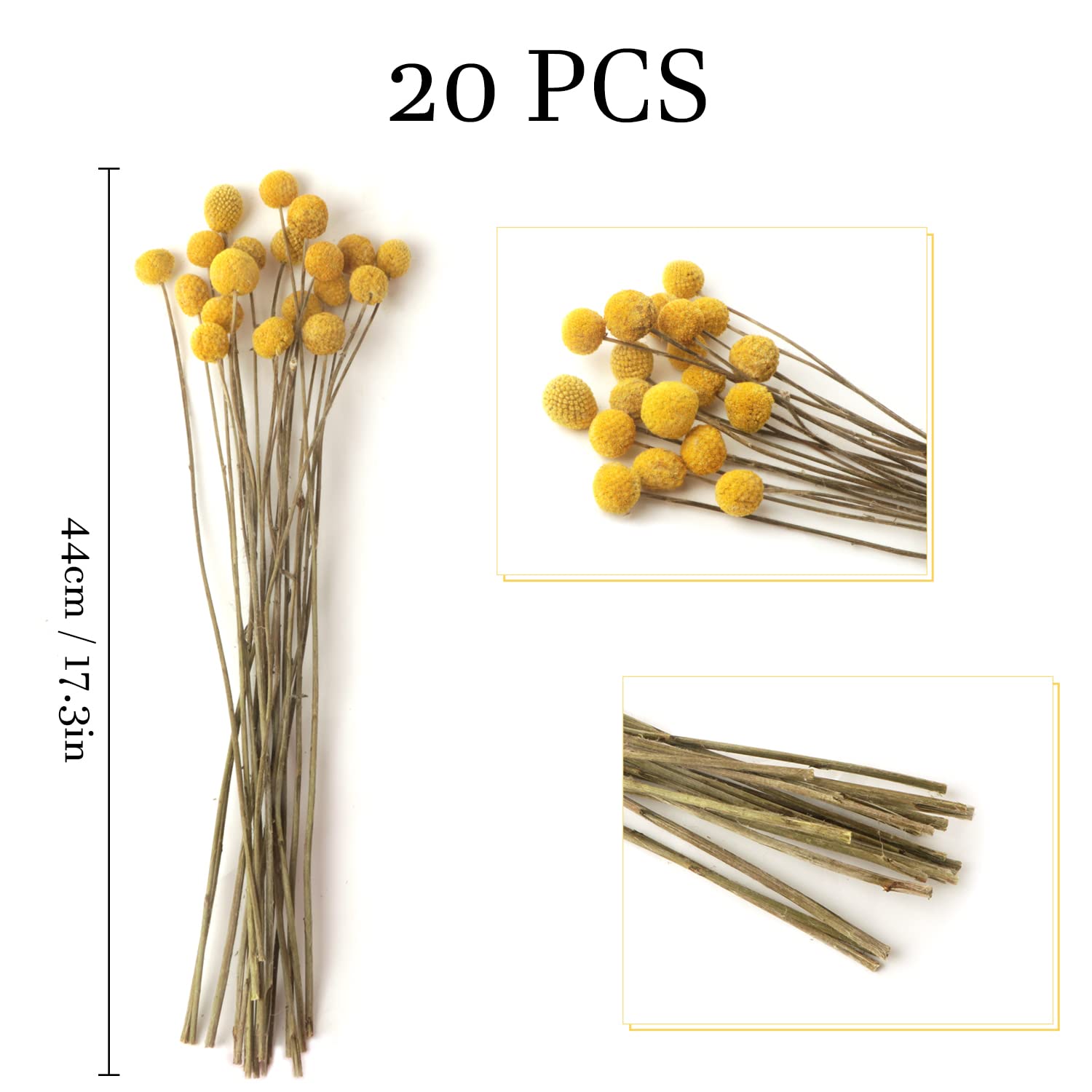 Billy Balls 20 Pcs Golden Ball Flower Bouquet - Dried Craspedia Globosa For Diy Crafts, Wreaths, Home Decor, Cake Decor, Wedding Decor, Party Centerpieces
