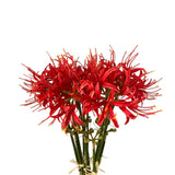 5 Stems Artificial Spider Lily Flowers 23.6 Inches Lycoris Bulbs Spider Lilies Artificial Flowers With Long Stem Real Touch For Photography Hotel Garden Decoration (Red)