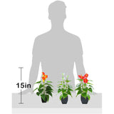 Artificial Flower Calla Lily Faux Small Potted Plant With Black Pot Fake Bonsai Flower For Home, Office, Indoor And Outdoor Occasions Decor (White Fake Flower)