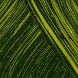 Williamsburg Artist Oil Colors by GOLDEN, Olive Green, 37 ml tube, Professional Oil Paint, Semi-Transparent