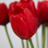 20 Pcs Real Touch Artificial Tulips With Vase, Large Faux Flower Arrangement In Heavy Fluted Glass, Bouquet For Dining Table Centerpiece, Home Office, Spring Decor, Set With Dust Bag (Red)