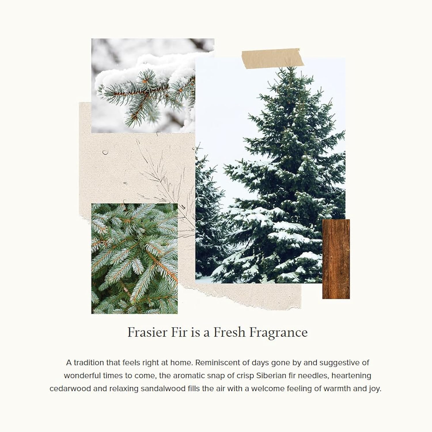 Frasier Fir Pine Needle Candle – Holiday Candles For Home Scented With Notes Of Crisp Siberian Fir, Cedarwood & Sandalwood – Christmas Decor – Christmas Gifts For Women & Men (6.5 Oz)