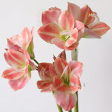 21.5" Artificial Amaryllis Flowers 3Pcs Pink Fake Silk Flowers Faux Belladonna Lily For Home Office Hotel Decoration Wedding Centerpiece Bouquet(3Pcs,Pink)