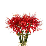 5 Stems Artificial Spider Lily Flowers 23.6 Inches Lycoris Bulbs Spider Lilies Artificial Flowers With Long Stem Real Touch For Photography Hotel Garden Decoration (Red)