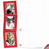 - 10 All Occasion Blank Cat Cards (4 X 5.12 Inch) - Cute Assorted Bulk Card Set - Heartfelt Cats M5658Ocb-B1X10