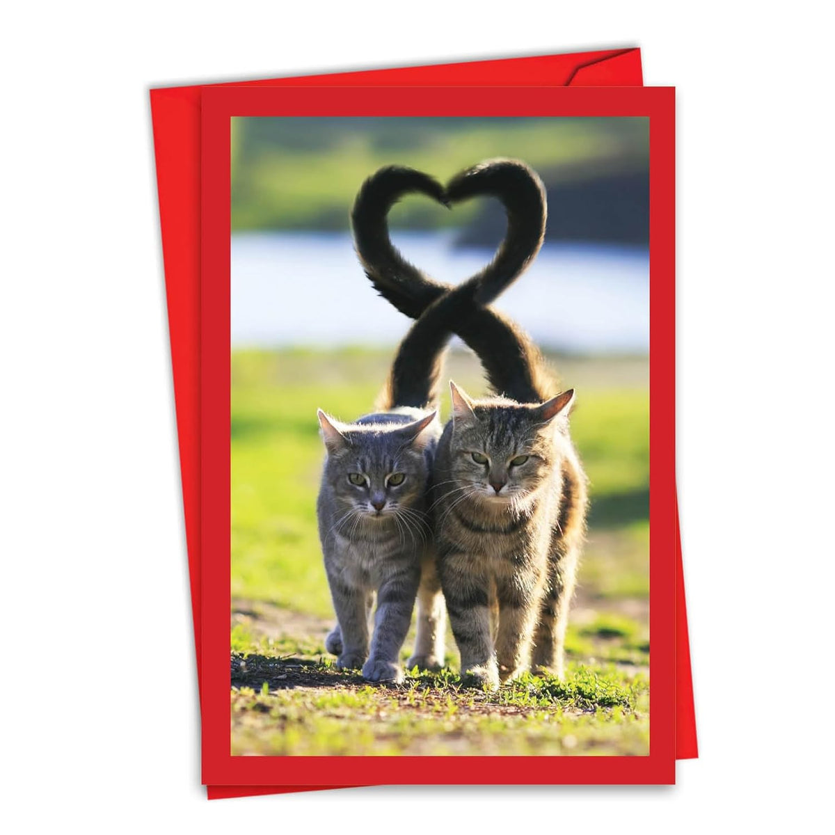 - Happy Valentine'S Day Greeting Card With Envelope - Loving, Heartfelt Notecard For Valentine (1 Card) - Loving Animals Cats C3504Bvdg