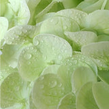 3 Pcs Light Green Artificial Hydrangea Flowers 21" Long Stems Real Touch Faux Hydrangeas For Home Decor Wedding Party Flower Arrangement