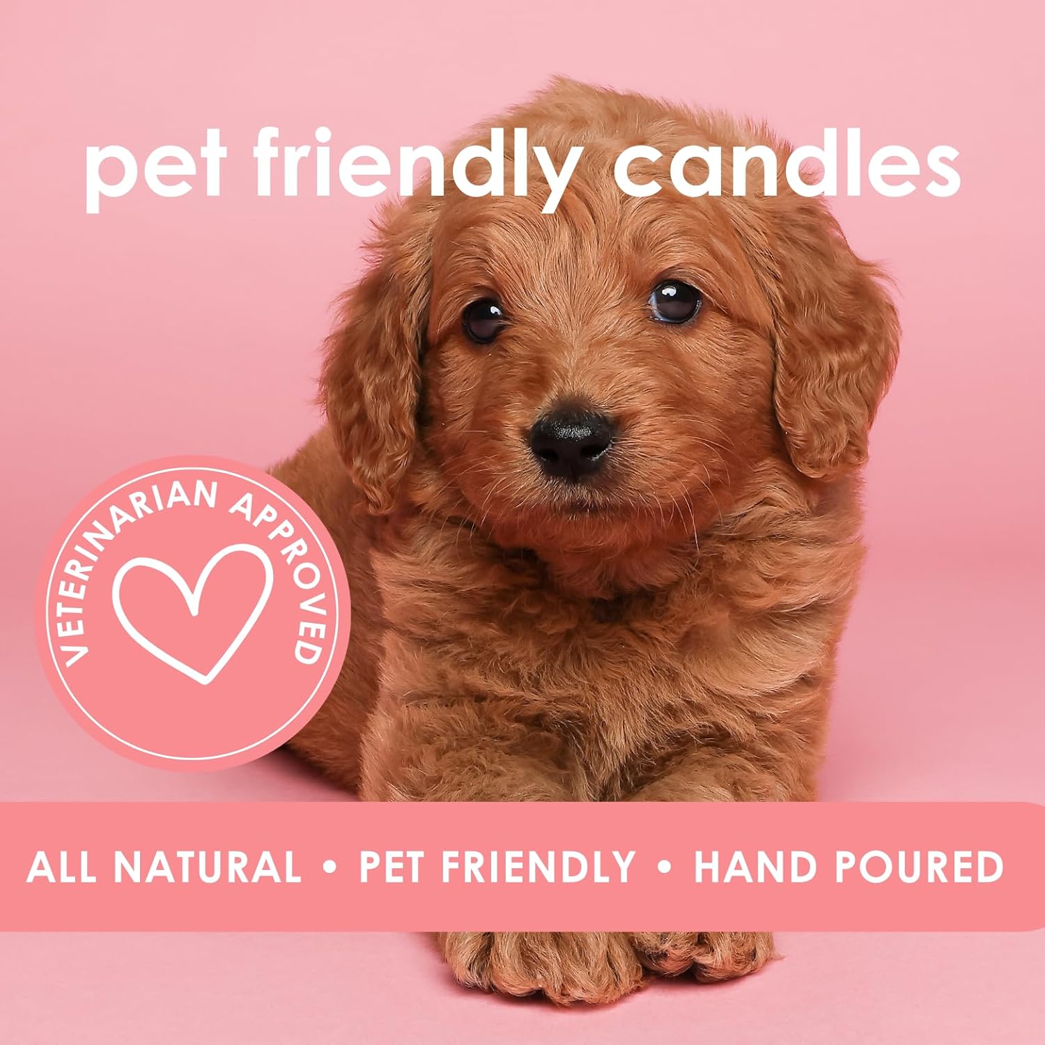 Sandy Paws | Pet Friendly Candle | Soy-Free Coconut Apricot Wax | Clean Burning | Non-Toxic | Veterinarian Approved | Pet Odor Eliminator | Air Freshening Scented Candle | 9 Oz