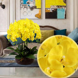 6 Pcs Artificial Phalaenopsis Flowers 32 Inch Artificial Orchid Flowers Stem Plants Fake Flowers For Home Décor (Yellow)