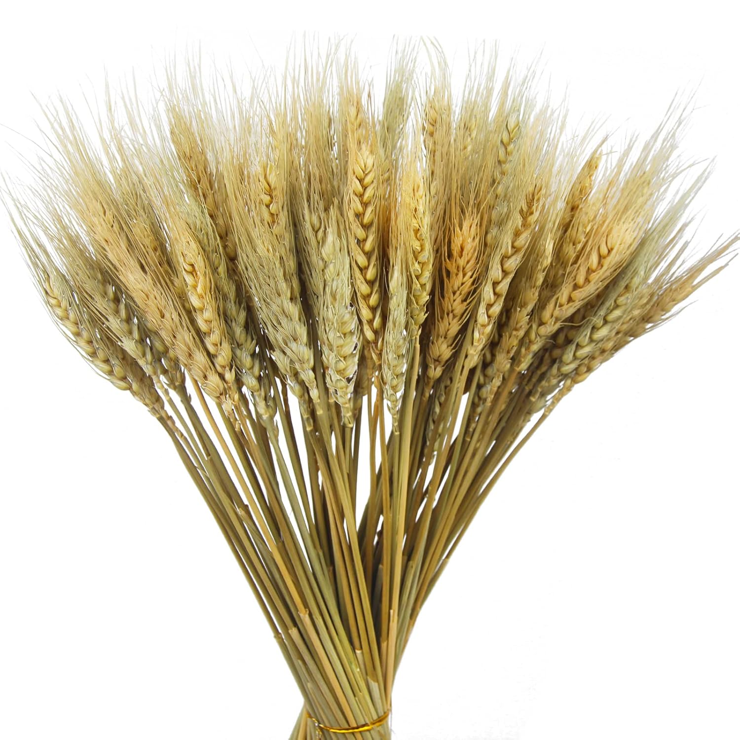 100 Pcs Dried Wheat Stalks Bundle Grass Natural Dried Wheat Sheaves Stems Dried Flowers Arrangement Bouquet For Wedding Party Table Centerpiece Fall Harvest Wreath Boho Decor Farmhouse Diy