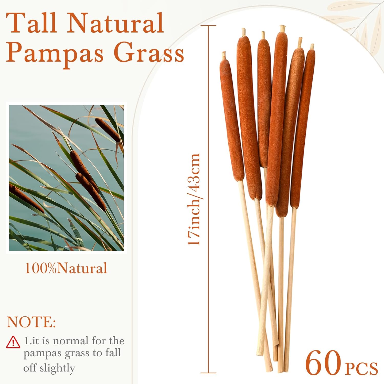 60 Pcs Large Brown Cattails Flowers 17 Inch Real Dried Natural Cattails Stems Bundles Jumbo Cat Tail Bulrush Plants For Diy Floral Arrangements Wedding Home Farmhouse Gardens Decor