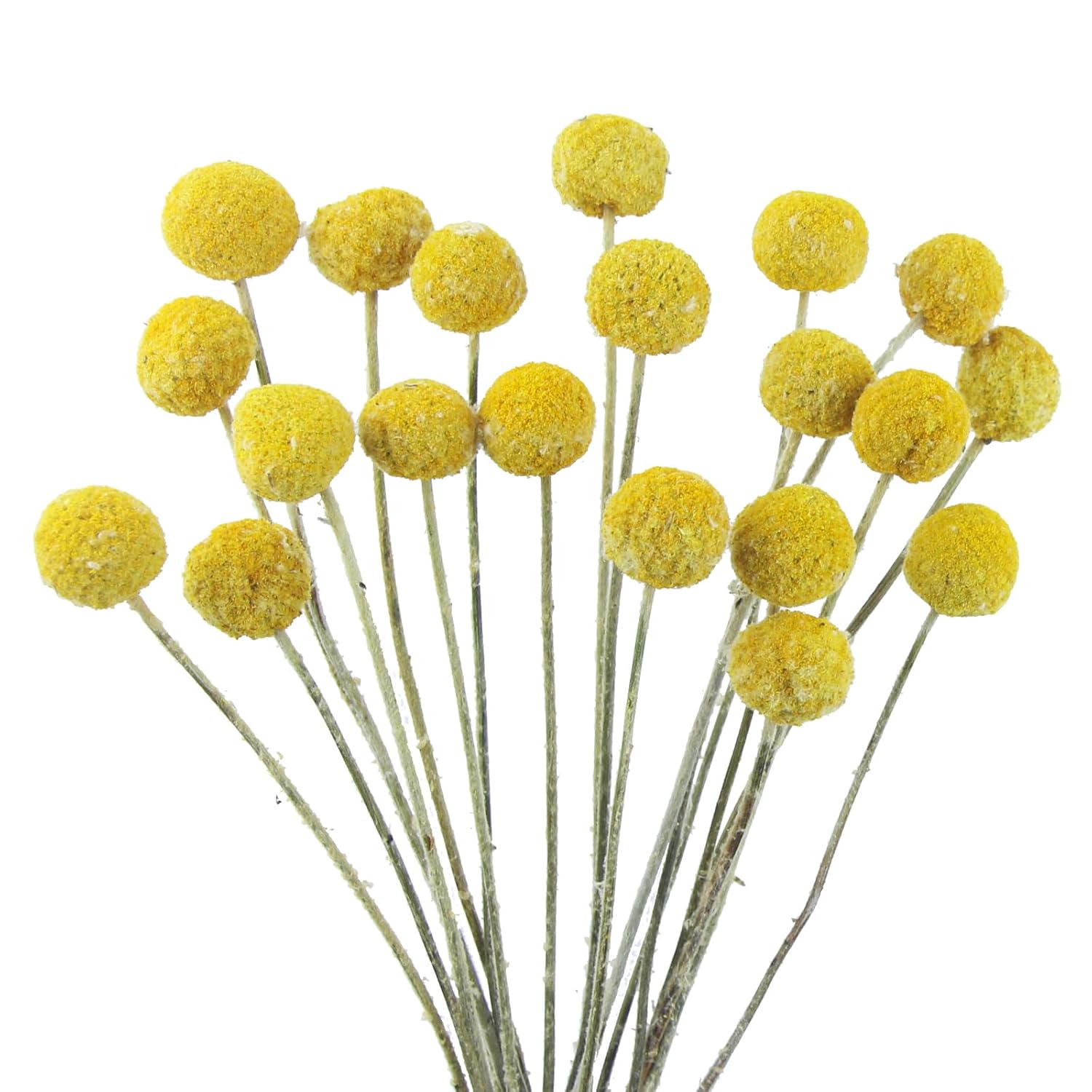 20 Pcs Natural Dried Flowers Craspedia Billy Balls Flowers Billy Buttons Balls Dried Floral Bouquet For Flower Arrangements Wedding Home Tall Vase Crafts Decor Yellow