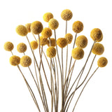 Billy Balls 20 Pcs Golden Ball Flower Bouquet - Dried Craspedia Globosa For Diy Crafts, Wreaths, Home Decor, Cake Decor, Wedding Decor, Party Centerpieces