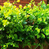 12 Pcs Artificial Flowers Uv Resistant Outdoor Fake Plants And Greenery Springs Artificial Boxwood For Bridal Party Wedding Bouquet For Greenery Shrubs Plants Home Garden (Green)