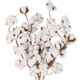 5 Pack Cotton Stems, 50Pcs Cotton Flower Bolls, 20 Inch Cotton Branch, Natural Cotton Floral Plant Stick For Farmhouse Decor, Vase Fillers