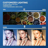 2 Pack 8 Inch LED Photography Lights with 29 Inch Tripod Stands Dimmable Studio Kit