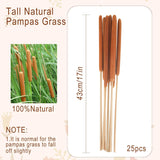 25 Pcs 17In Dried Natural Brown Cattails Flowers Large Brown Cattails Bundles Beautiful Bulrush Plants Dry Flower For Wedding Party Decoration Farmhouse Garden Decoration