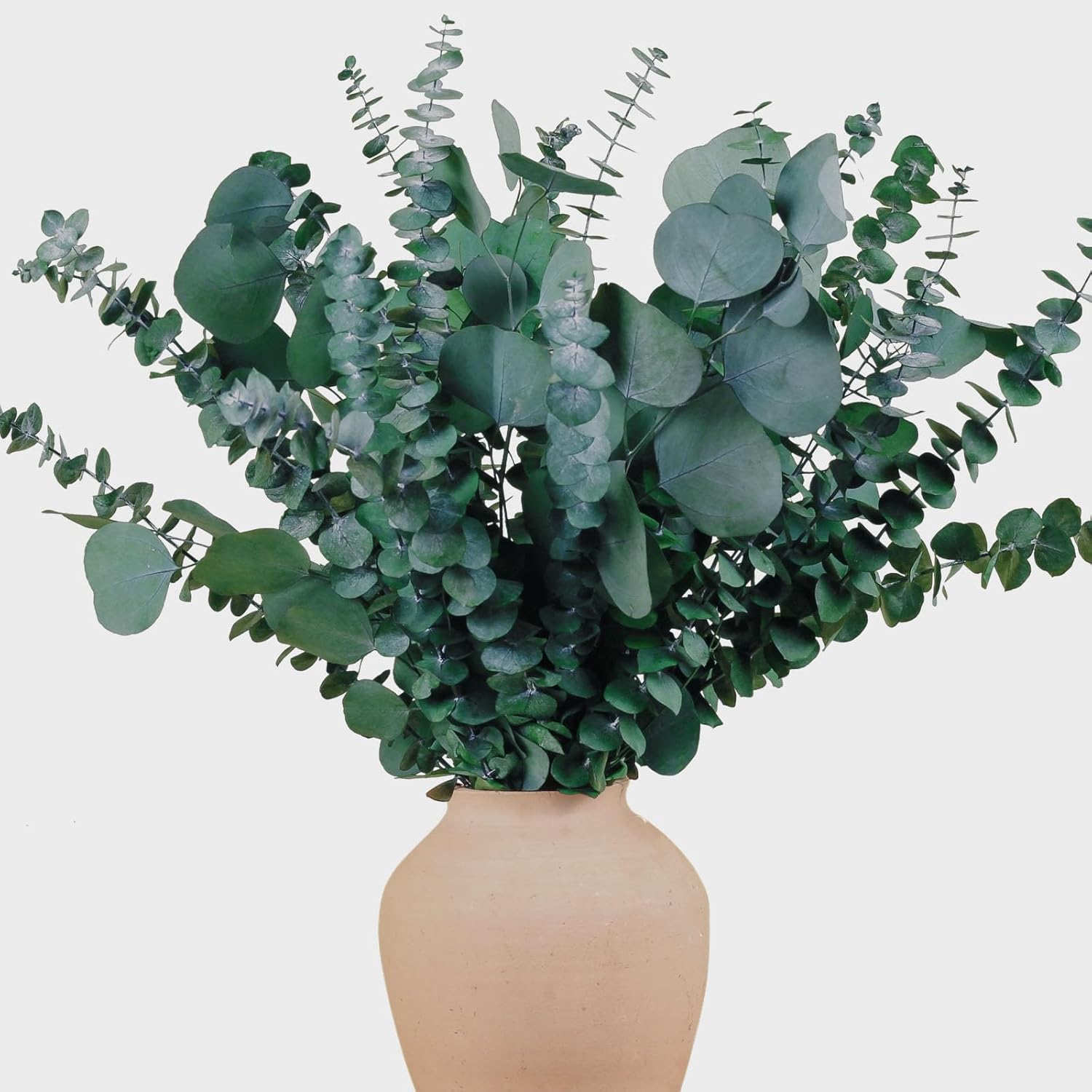 22 Pcs Large Dried Eucalyptus & Silver Dollar Leaves Bundle - Natural Real Fresh Eucalyptus, 17" Preserved Eucalyptus Stems For Shower Hanging, Bathroom Decor, Garland, Greenery Plant (22)