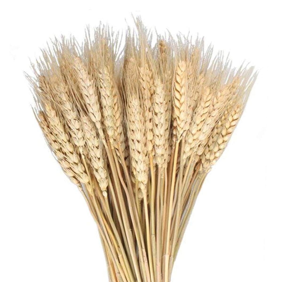 100 Pcs Dried Wheat Sheaves Bundle Golden Natural Wheat Bouquet Bunch Dried Flowers Arrangement For Farmhouse Diy Design Home Table Wedding Party Centerpieces Decor (16")