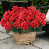 4Pcs Artificial Red Geranium Silk Flowers Outdoor Plant Bush Faux Flowers Geraniums For Floral Home Decor Outdoor Indoor Garden Patio Grave Cemetary Vase Table Centerpiece