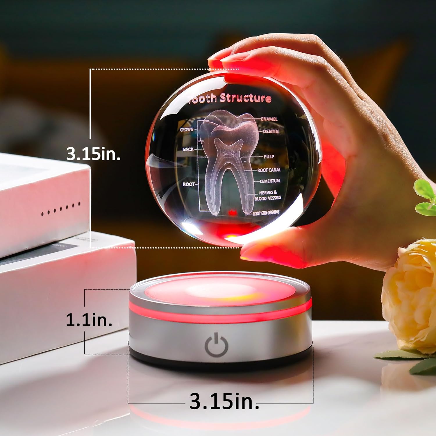 Tooth Model 3D Crystal Ball Dental Gifts For Women Men, Dentist Hygienist Present Office Decor With Led Base, Laser Etched Figurine Tooth Gift For Dental Student On Graduation Christmas