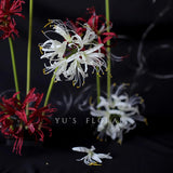 4Pcs Artificial White Spider Lily Flowers 26" Faux Lycoris Radiata Silk Equinox Flowers For Vase Bouquets Home Office Wedding Decor(White)