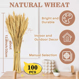 100 Stems Dried Wheat Stalks For Decor - Sheaves Grass Natural Bunch Flowers Home Wedding Table Kitchen Boho Farmhouse Fall Arrangement Diy Decoration 12.9 Inches