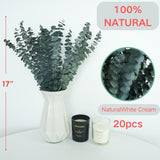 20 Pcs 17" Preserved Eucalyptus Shower & Decor Stems - Natural Aromatherapy Branches For Spa, Vase Fillers, Wedding, And Home Decoration