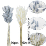 120Pcs Dried Bunny Tails Flower Lagurus Ovatus Natural Dried Flowers Rabbit Tail Grass Gray And White Dried Pampas Grass Dried Floral Arrangement For Boho Decor Wedding Home Diy Farmhouse Table