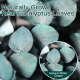 20 Pcs Dried Eucalyptus Stems, 17'' Natural Real Live Blue Eucalyptus Leaves Branches Hanging Shower, Preserved Dried Plants For Spa Home Fragrance Bathroom Table Vase Decor