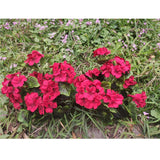 8 Bunches Artificial Geranium Silk Flower Bush Red 19 Inches Faux Geranium Flowers Plant For Outdoor Planter Home Patio Garden Decoration