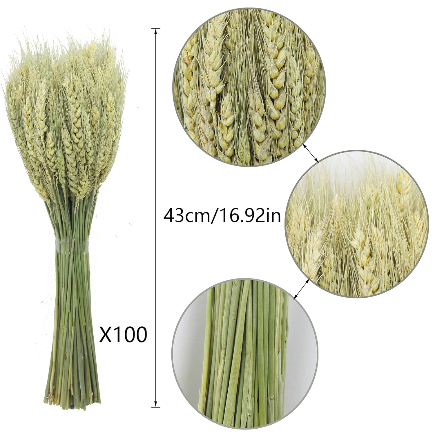 100 Pcs Dried Wheat Stalks Bundle Natural Dried Wheat Sheaves Stems Wheat Grass Dried Flowers Arrangement Bouquet For Wedding Party Table Centerpiece Fall Harvest Wreath Boho Decor Farmhouse