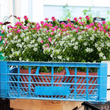 8 Bundles Artificial Flowers Fake Boxwood Shrubs Uv Resistant No Fade Faux Greenery Plastic Lotus For Home Garden Hanging Planter Indoor Outdoor Porch Patio Office Wedding Decoration(Off-White)