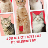 Hallmark Shoebox Pack of 4 Funny Valentines Day Cards (Cats Don't Care)