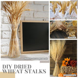 600 Stems Dried Wheat Stalks For Decor Natural Wheat Grass Sheaves Bundle Farmhouse Artificial Flowers Arrangement For Diy Wedding Table Home Centerpieces Party Decorative (16 Inch)
