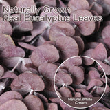20 Pcs Dried Eucalyptus Stems, 17'' Natural Real Live Purple Eucalyptus Leaves Branches Hanging Shower, Preserved Dried Plants For Spa Home Fragrance Bathroom Table Vase Decor