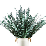 48 Pcs Large Dried Eucalyptus Stems - Natural Eucalyptus Branches For Shower Hanging, 17" Preserved Plants Steam Shower For Women And Men, Relaxation Set, Mother'S Day