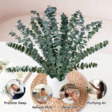 18 Pcs Real Dried Eucalyptus Stems,17" Natural Eucalyptus Branches For Shower To Release Fragrance, Vase Filler, Bathroom Decor, Dried Flower Arrangement