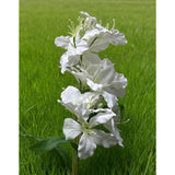 10-Bud Artificial Lily Flowers, 4 Pcs Realistic Silk Lilies For Vase, Silk Flowers For Wedding Decoration (White)